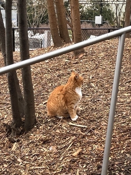 A large tabby cat sitting on wood chips near trees inside a fenced enclosure. The cats can get under the fence.