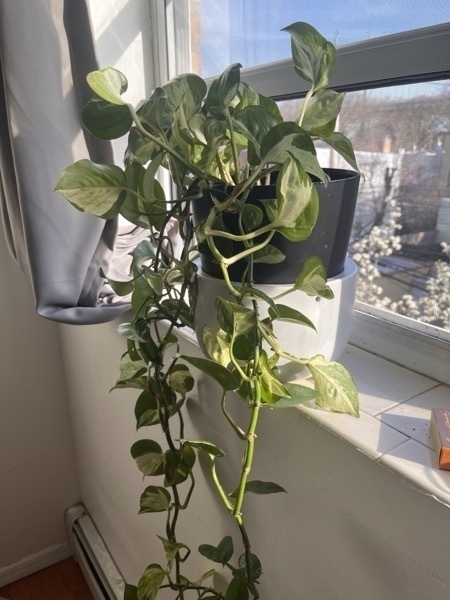 A leafy pothos plant in a city window