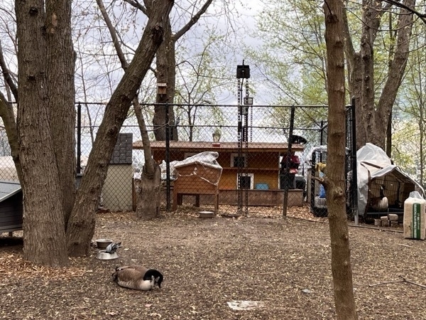 A cat enclosure surrounded by a fence that the cats can absolutely get past. There's trees and wood chips on the ground, and a little cat house that's just for them. There's some geese laying around too, and cats hanging out inside the house and on the roof.