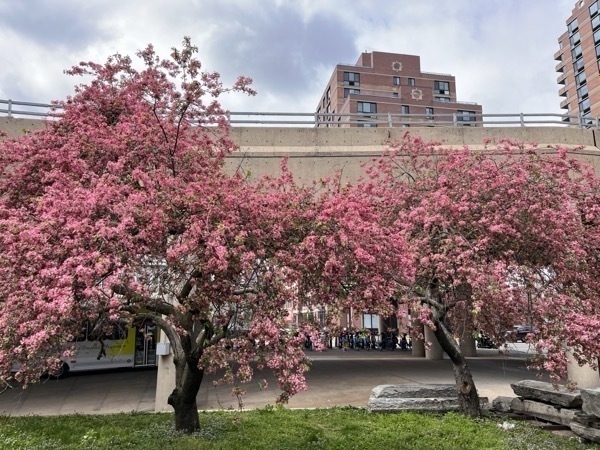 Cherry blossom trees in vibrant bloom, dark pink, on the inside of a highway ramp.