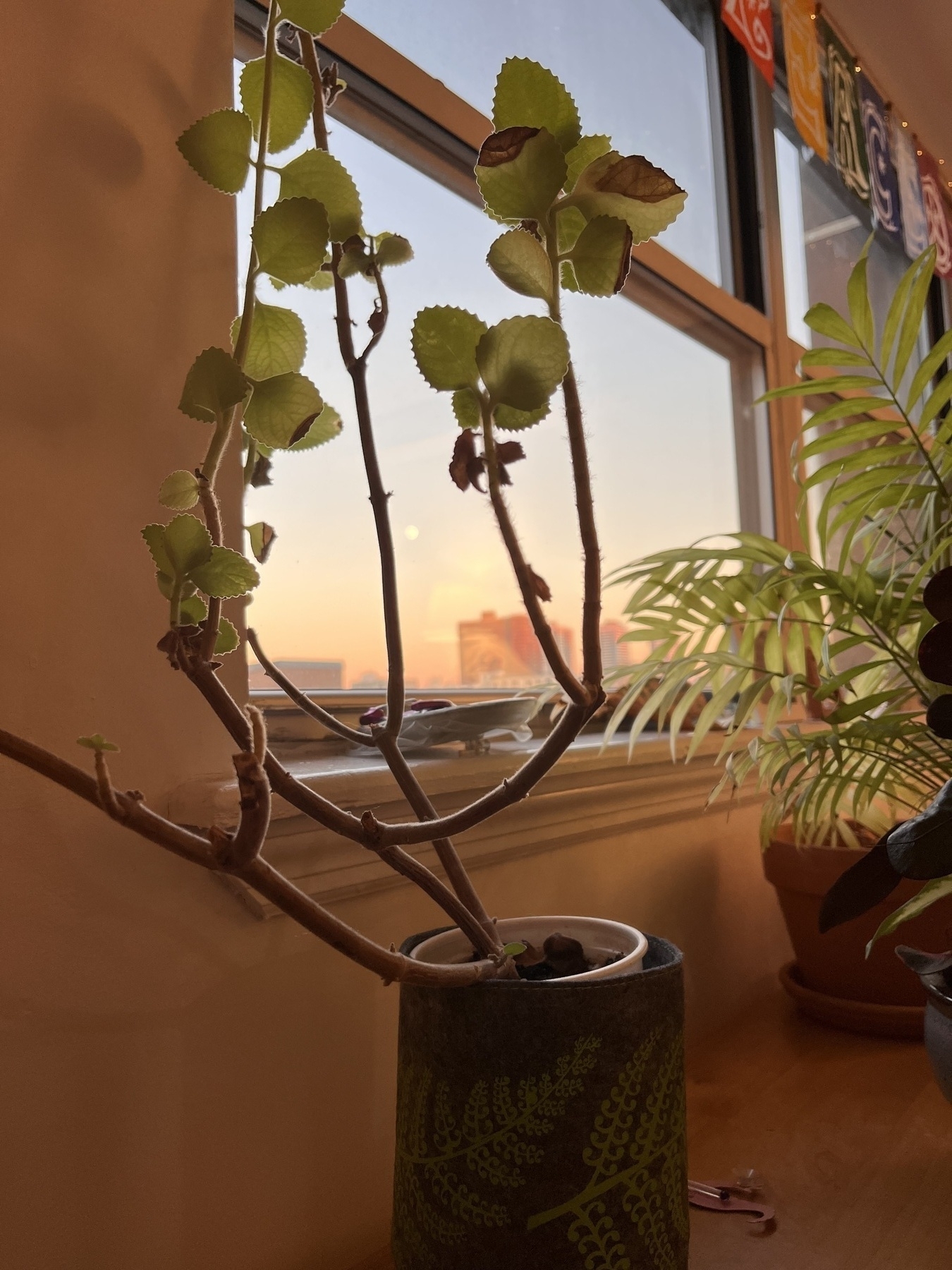 Photo of a sunset through a window with a potted plant in the foreground. 