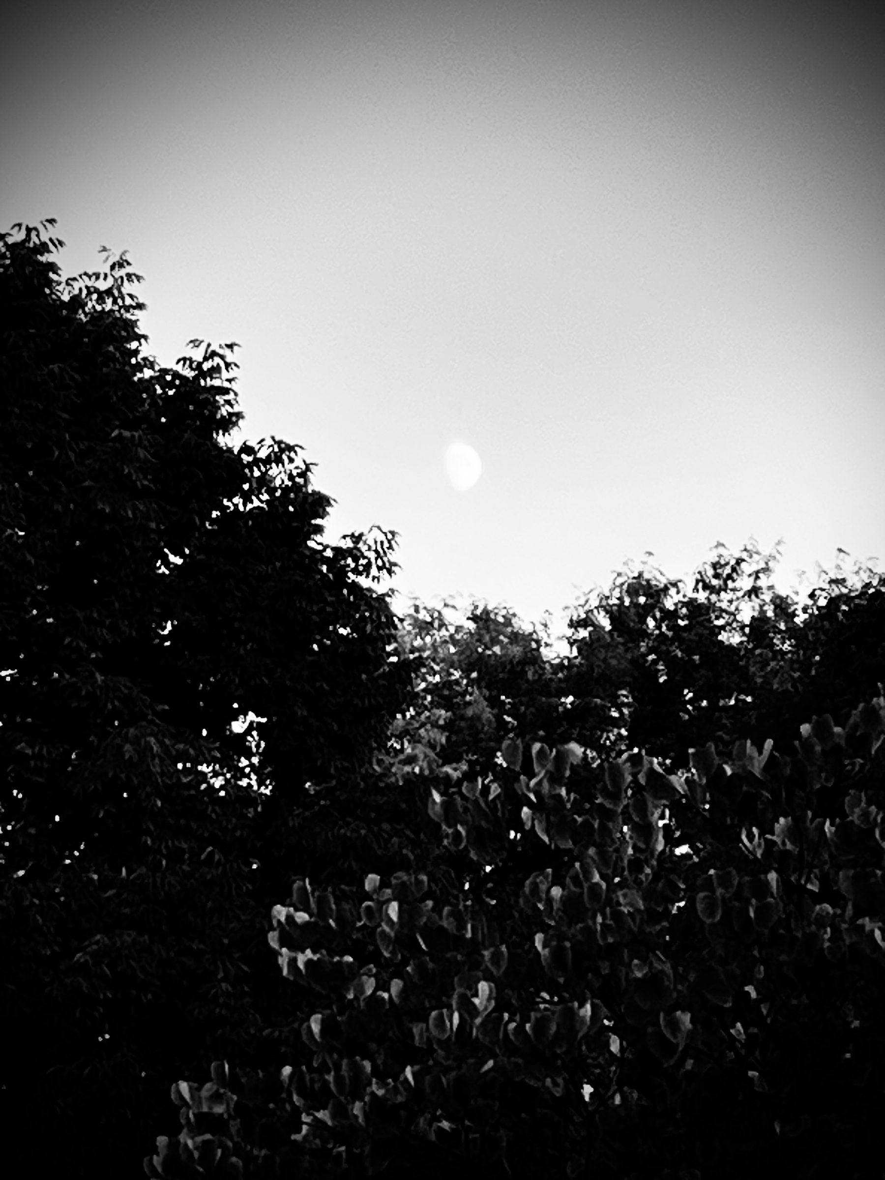 Black and white photo of trees in the foreground and a 3/4 moon hanging against a cloudless sky
