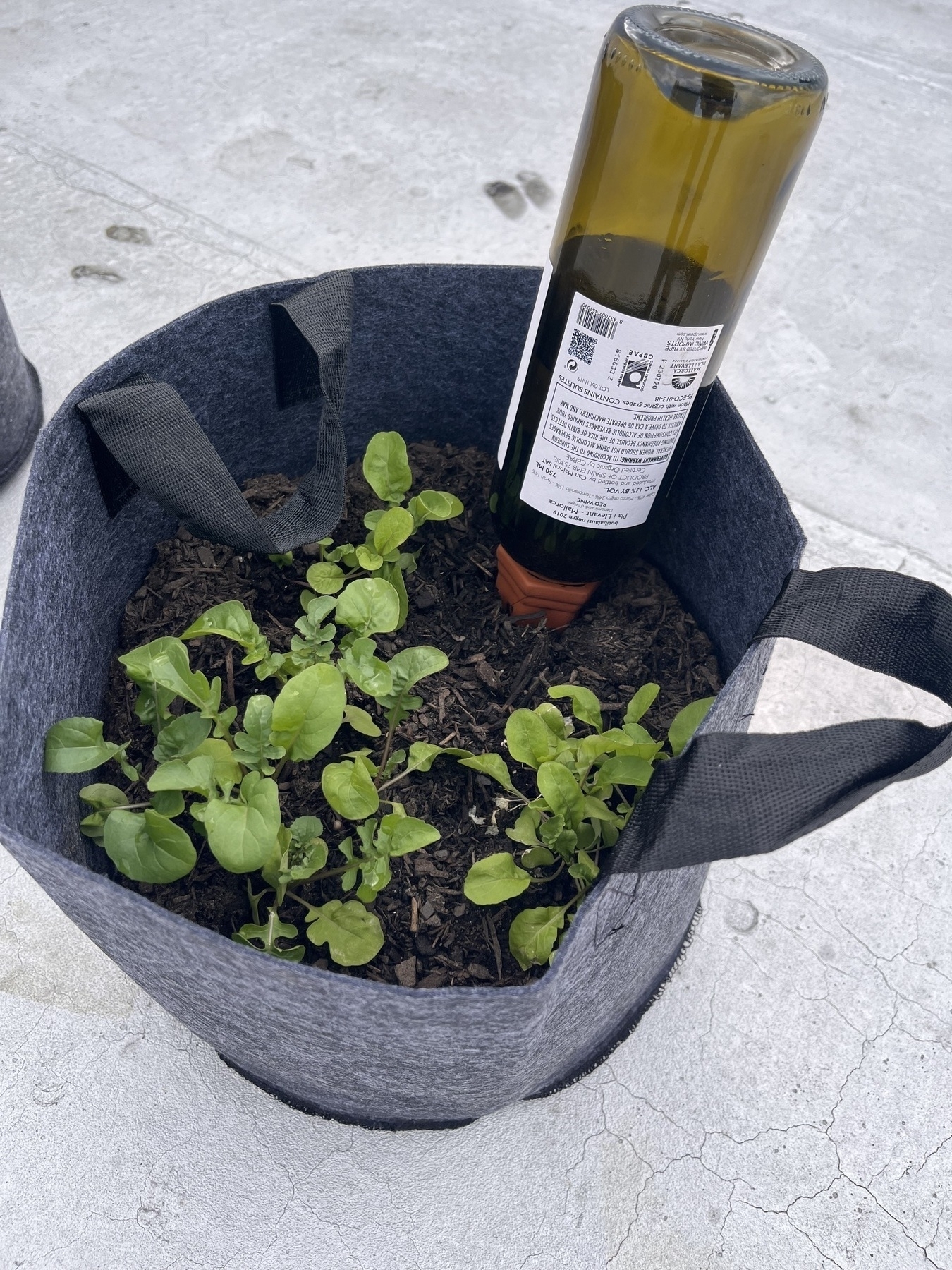 A felt bag filled with dirt and little green leaves poking out. A wine bottle of water protrudes from the first. 