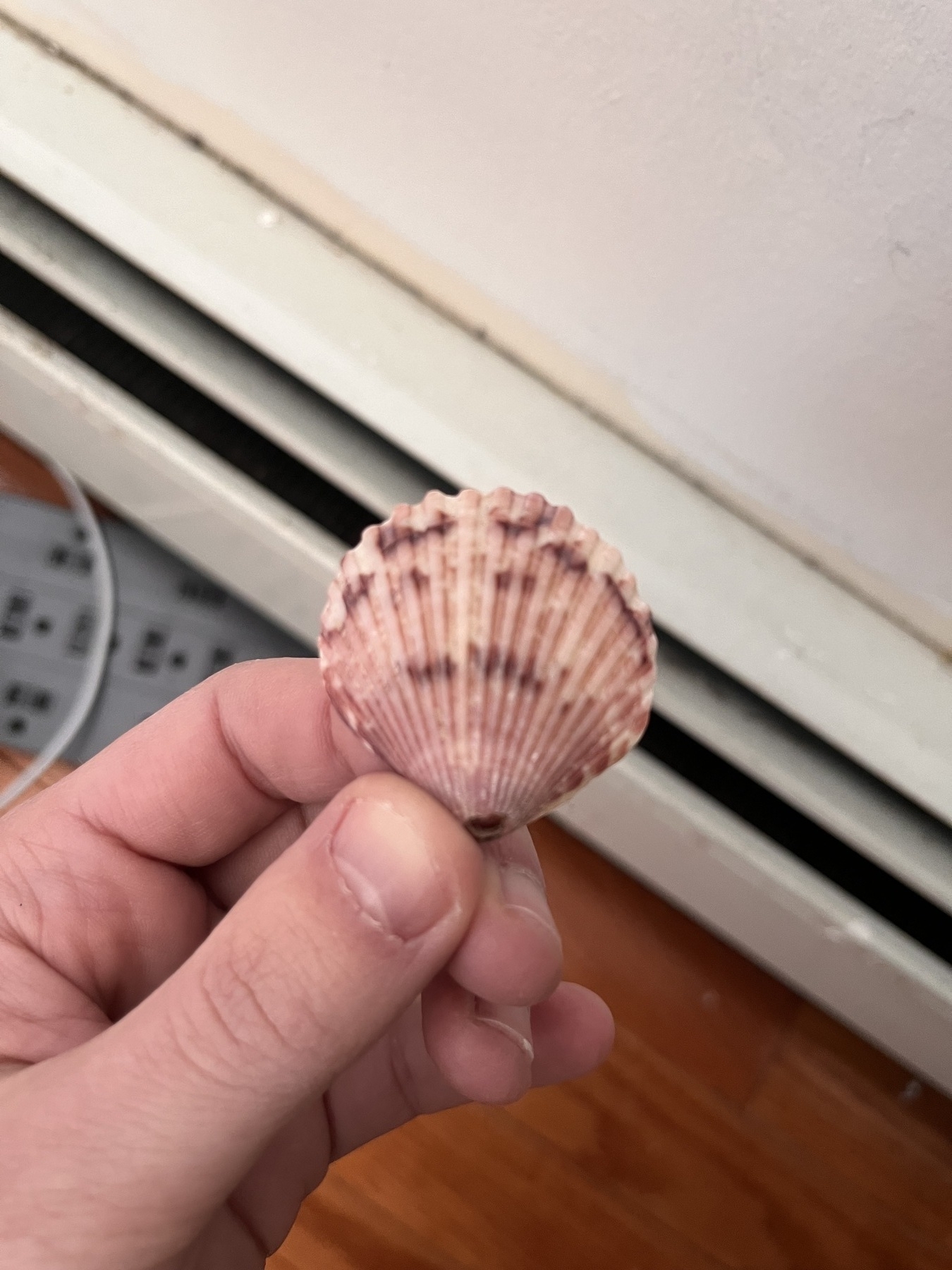 My white hand holding a classically scalloped seashell with dark red coloring in front of a baseboard radiator. 
