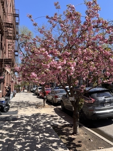 A brownstone lined street in Astoria, Queens on a bright, cloudless day. Pink cherry blossom trees are in full bloom, casting dramatic shadows.