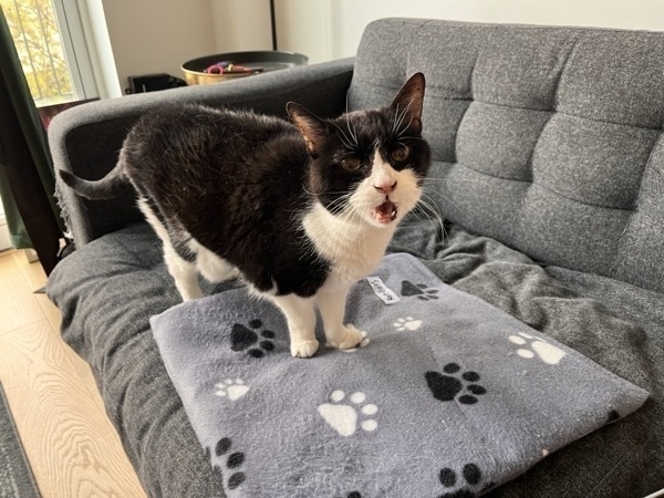 A black and white cat standing on a couch with mouth open, clearly howling.