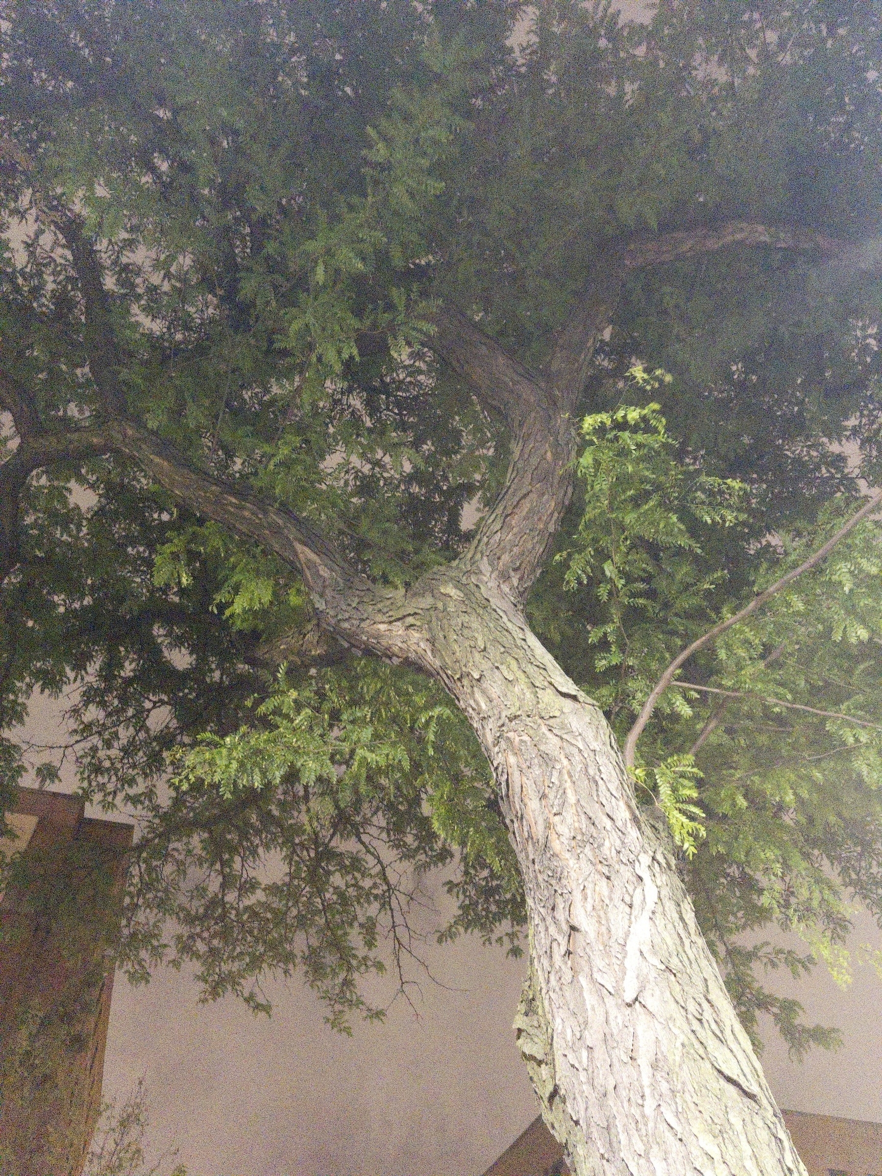 A up shot of a tree at night. 