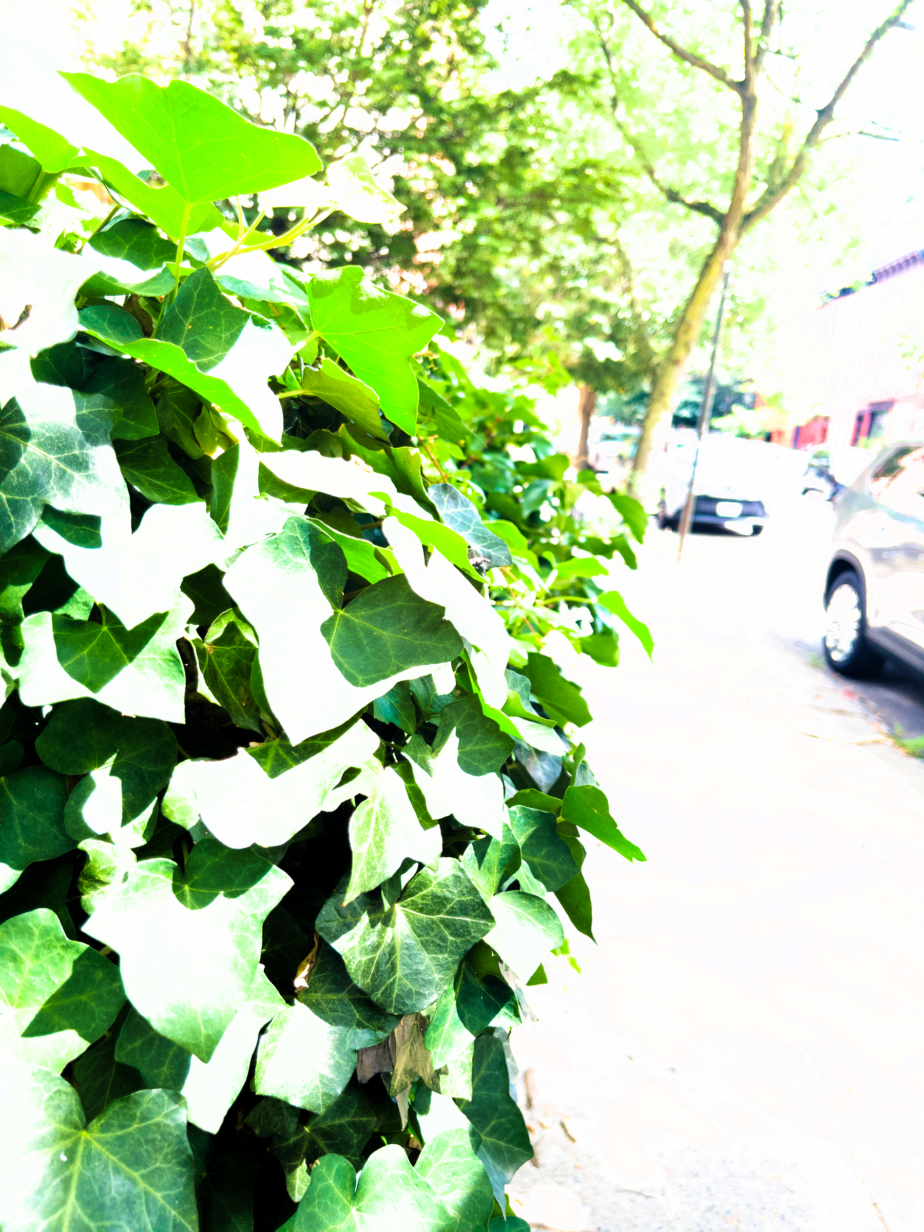 Auto-generated description: Vibrant green ivy leaves cascade along the edge of a sunlit sidewalk with parked cars in the background.