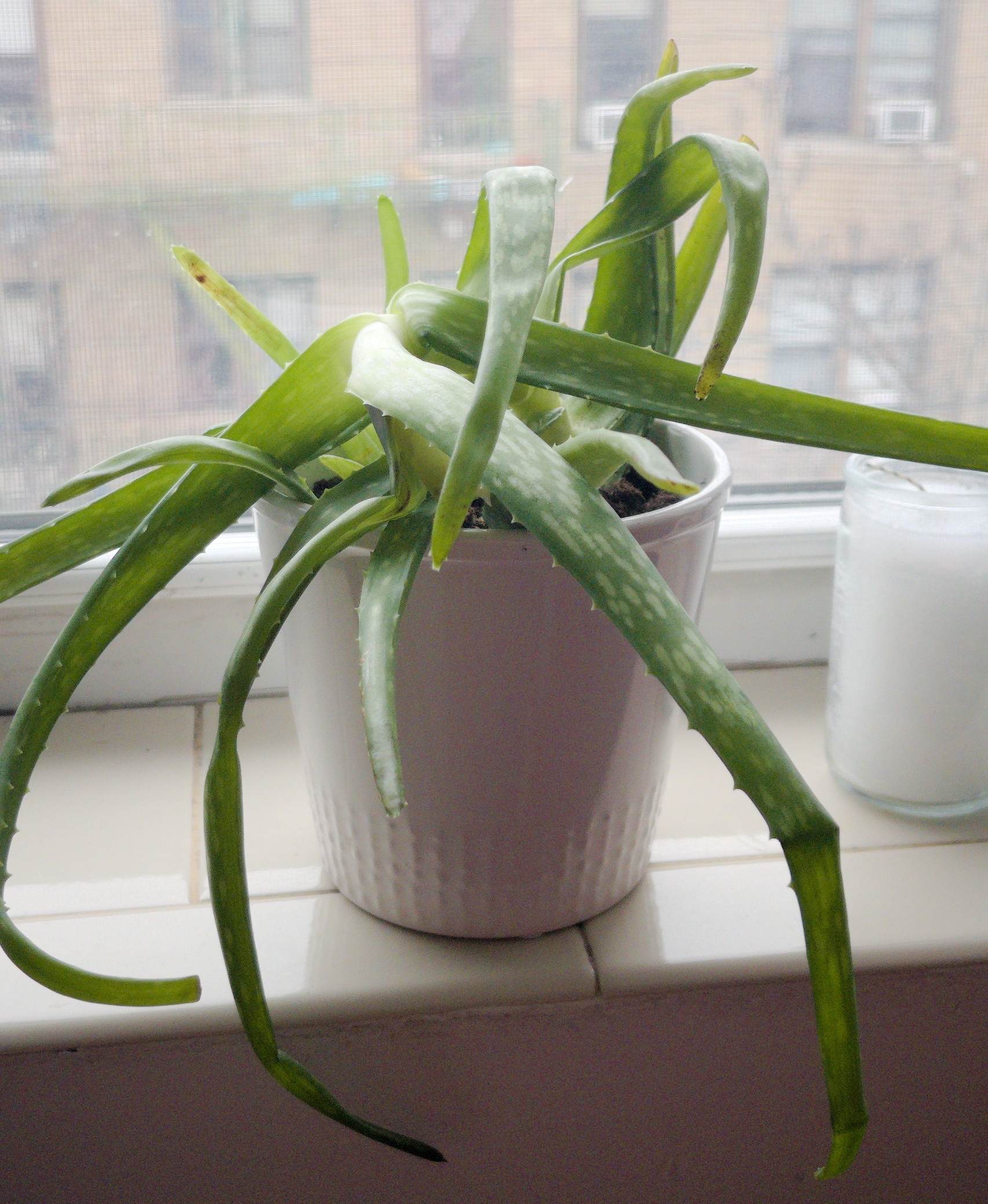 Auto-generated description: A potted aloe vera plant with long green leaves sits on a windowsill next to a candle.
